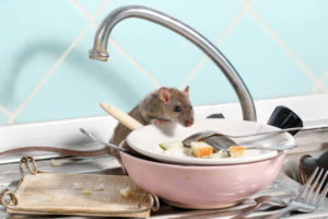 mouse eating scraps from the kitchen sink