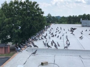 commercial bird removal Atlanta